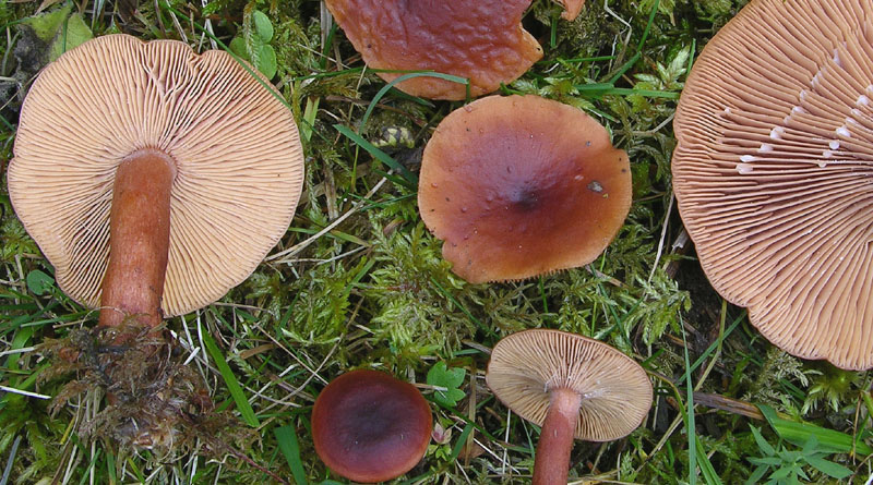 Lactarius badiosanguineus